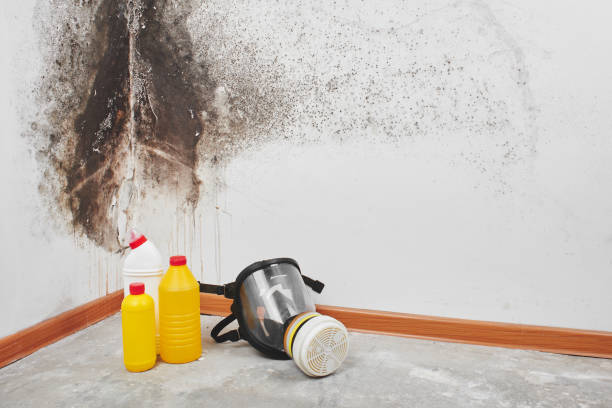 Best Home Mold Removal  in Moroni, UT
