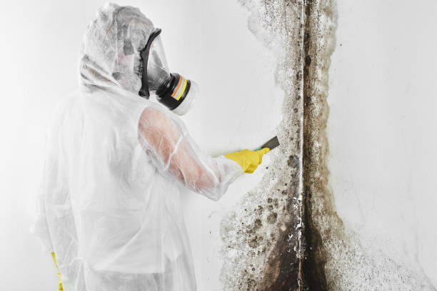Professional Mold Removal in Moroni, UT