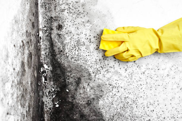Best Attic Mold Removal  in Moroni, UT
