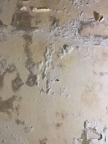Best Mold Removal Near Me  in Moroni, UT