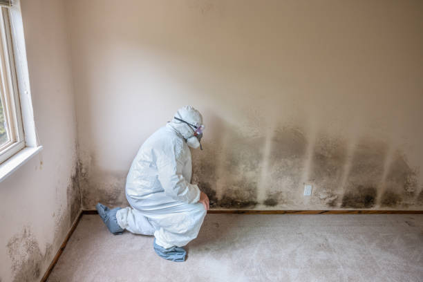 Best Fast Mold Removal  in Moroni, UT
